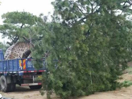 造型黑松发往北京