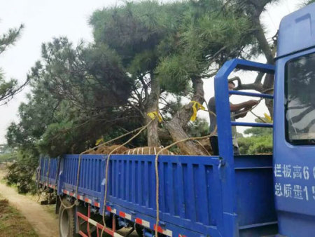 造型黑松发往上海