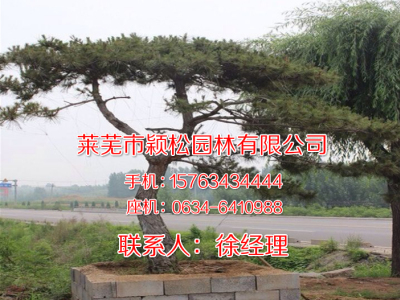 山东造型松树基地-黑松_油松_泰山迎客松+一站式松树服务平台