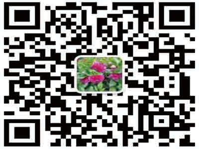 甘肃大丽花种植基地,临洮大丽花,甘肃大丽花,甘肃园林绿化大丽花,甘肃花卉种植基地,临洮绿洲花卉种植基地