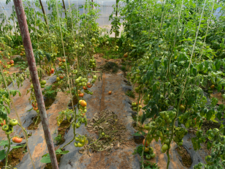 砧如意一号（嫁接后的图片）