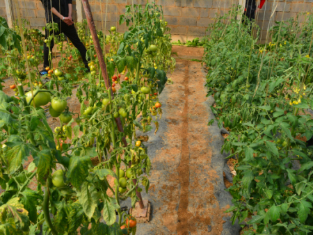 砧如意一号（嫁接后的图片）