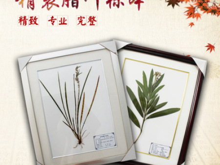 腊叶标本厂家