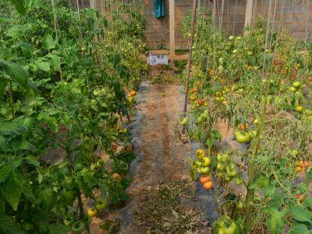 砧如意一号（嫁接后的图片）