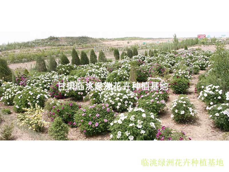 牡丹|绿洲花卉-甘肃临洮绿洲花卉种植基地