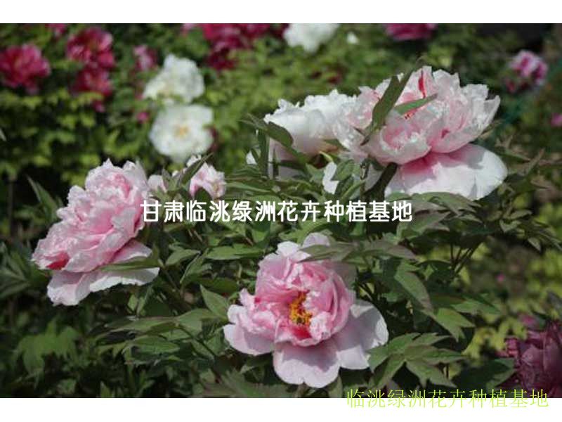 牡丹|绿洲花卉-甘肃临洮绿洲花卉种植基地