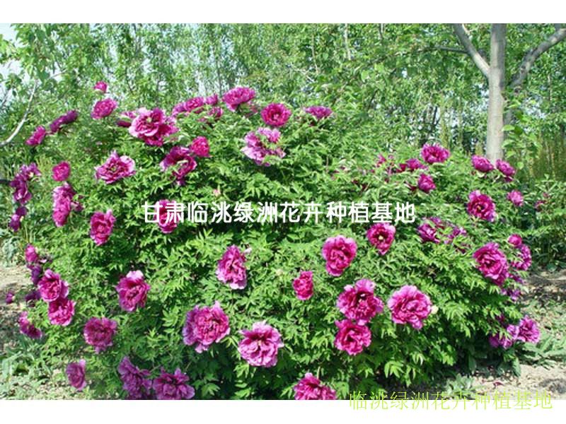 牡丹|绿洲花卉-甘肃临洮绿洲花卉种植基地