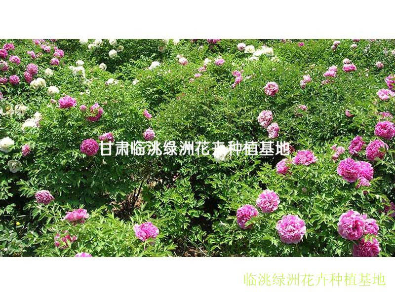 牡丹|绿洲花卉-甘肃临洮绿洲花卉种植基地