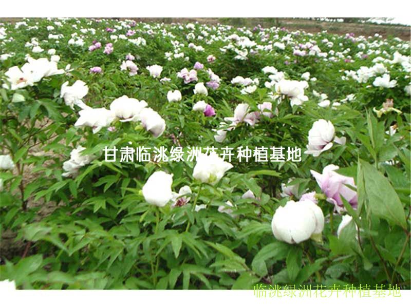 兰州牡丹|牡丹-甘肃临洮绿洲花卉种植基地