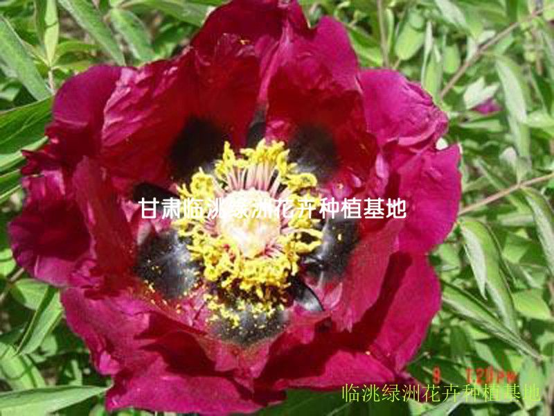 牡丹|绿洲花卉-甘肃临洮绿洲花卉种植基地