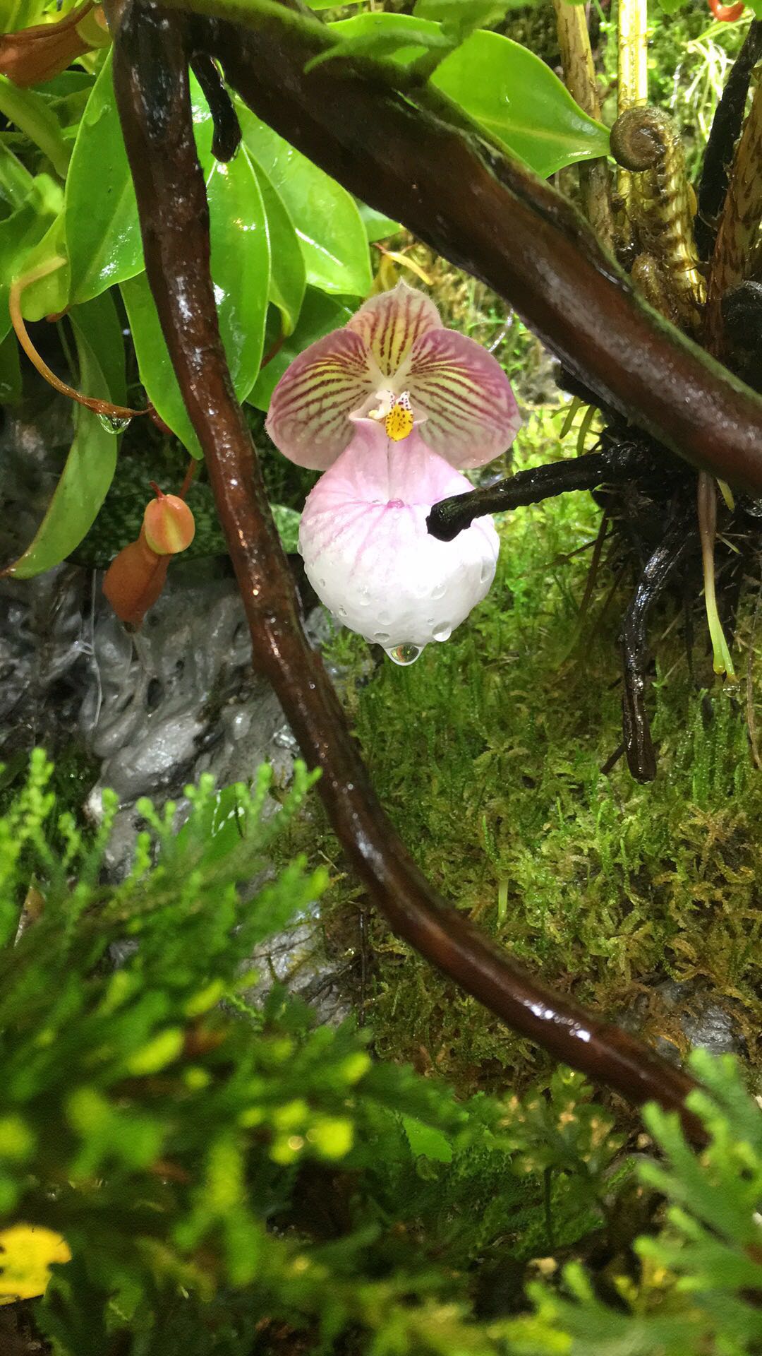 天津微雨林：雨林缸初期植物管理方法