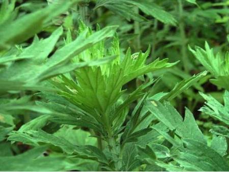 艾草泡脚有什么功效|养生知识-南阳宛艾产业协会