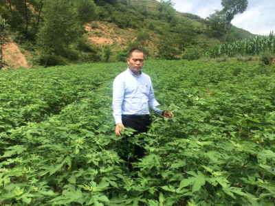 杂交构树组培苗批发_生产构树苗饲料_蛋白桑价格合理-中楮农牧