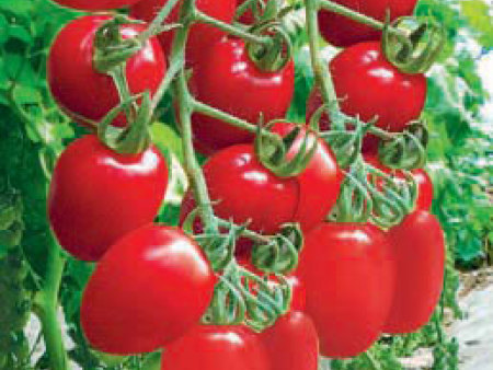 樱桃小番茄种子——红小丽（抗TY病毒）