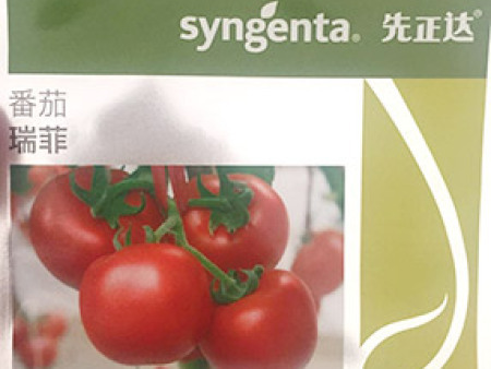 番茄种子——瑞菲