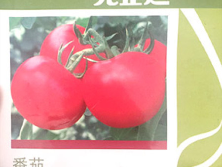 番茄种子——贝佳