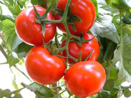 番茄种子---佳沃