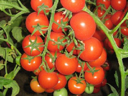 樱桃小番茄种子——串红红珍珠