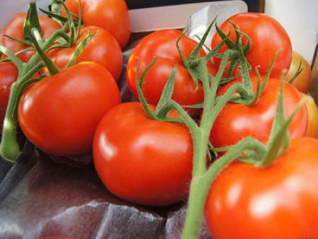 番茄种子——先锋309番茄种子