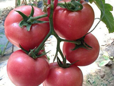 抗TY粉果番茄——美旺