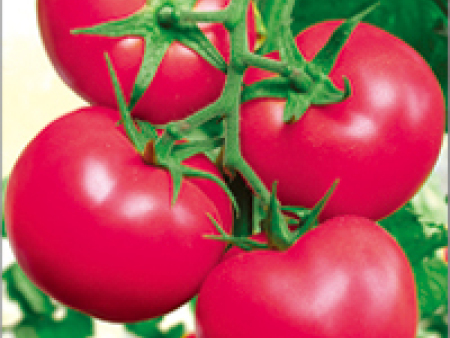 番茄种子——（春、夏、秋、冬）旺F1