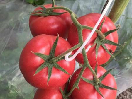 番茄种子-美粉宝石
