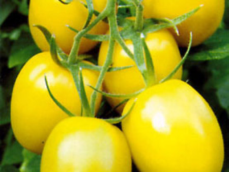 番茄种子——蜜玉果