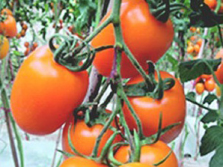 番茄种子——黄罗曼
