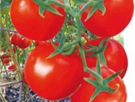 番茄种子——博尔特F1