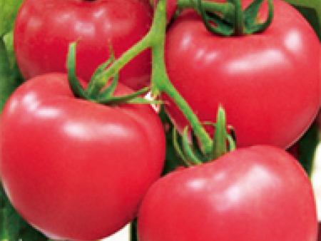 番茄种子——福气多F1