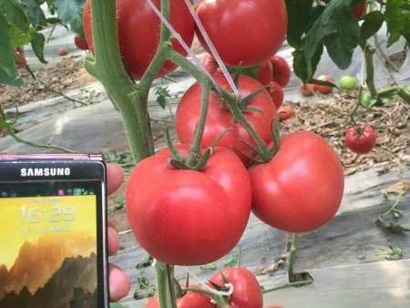 番茄种子——罗纳尔多F1