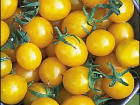番茄种子——台湾引进黄小丽