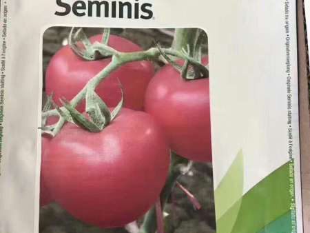 番茄种子——欧贝