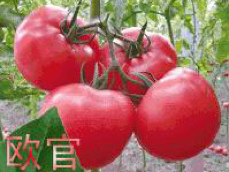 番茄种子——欧官