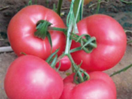 番茄种子---越冬王子F1