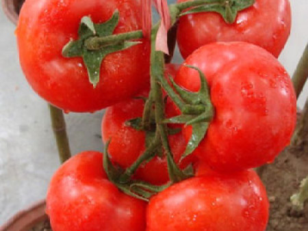 番茄种子——以色列89号