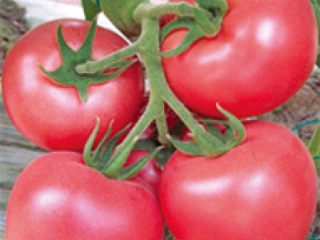 番茄种子——秋旺F1