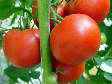 番茄种子---布鲁妮1288（抗TY病毒）