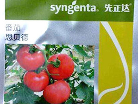 番茄种子——思贝德