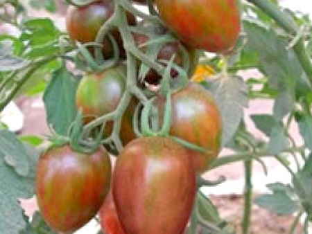 紫色番茄种子——紫钰