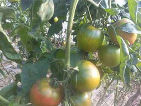 番茄种子——草莓柿子