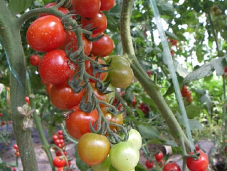 番茄种子——粉小丽（抗TY病毒）