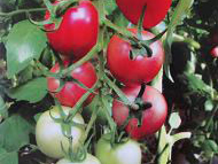 番茄种子——粉罗曼