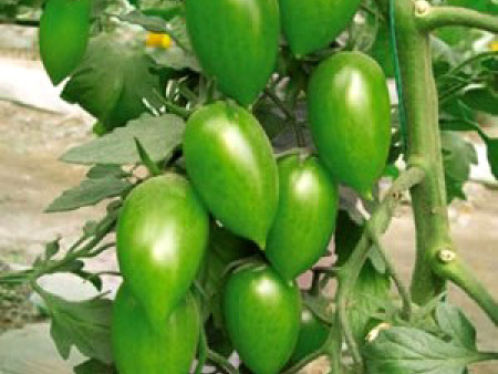 樱桃番茄种子——璧钰