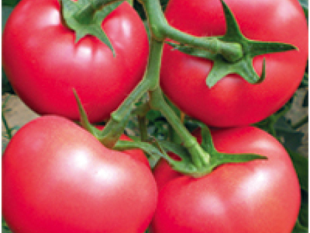番茄种子——永旺F1