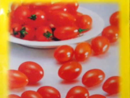 番茄种子——小叮当