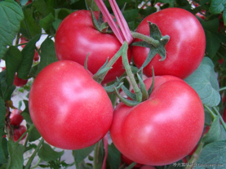 番茄种子---美高美（口感番茄）