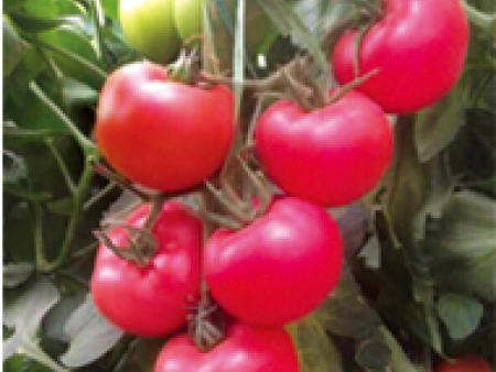 番茄种子---越冬新秀F1（耐寒）