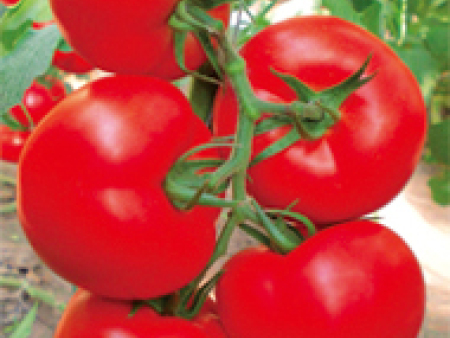 番茄种子---佳沃F1