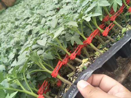 抗病毒番茄种苗